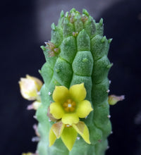 Load image into Gallery viewer, Echidnopsis cereformis Yellow form
