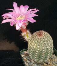 Load image into Gallery viewer, Echinocereus adustus v. schwarzii Lace Cactus

