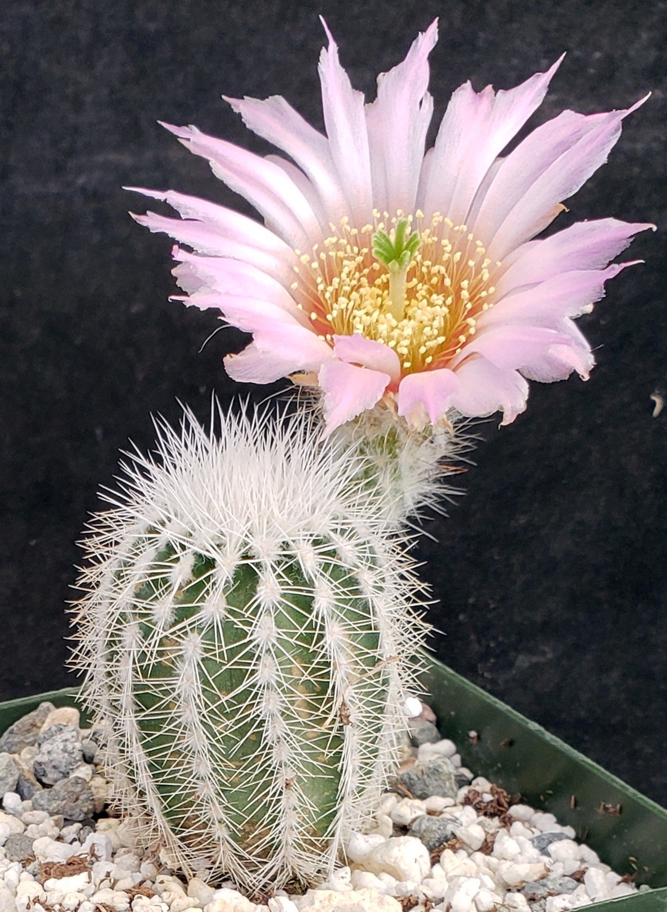 Echinocereus reichenbachii v. albispinus – Kyle's Plants