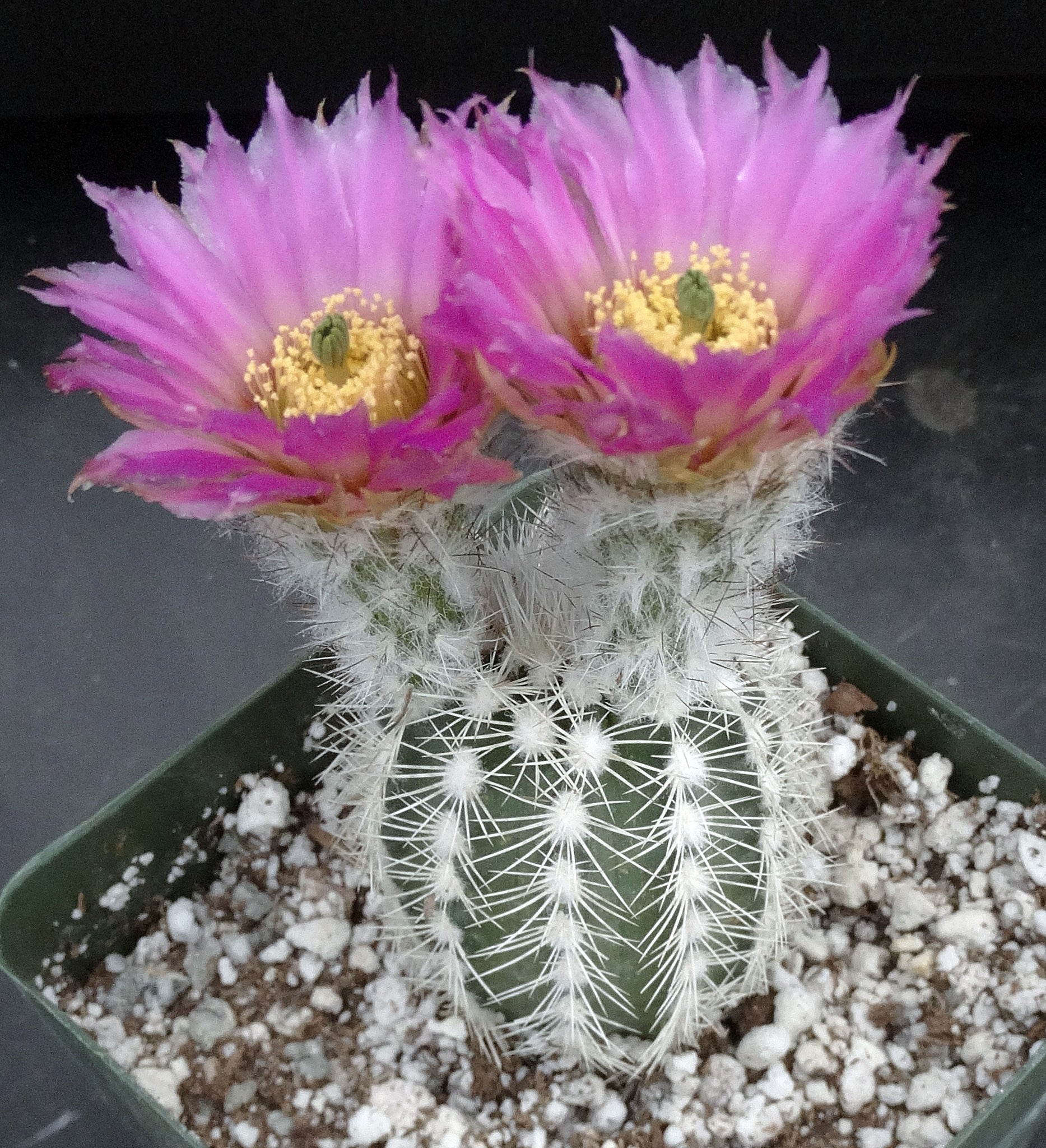 Echinocereus reichenbachii v. albispinus – Kyle's Plants