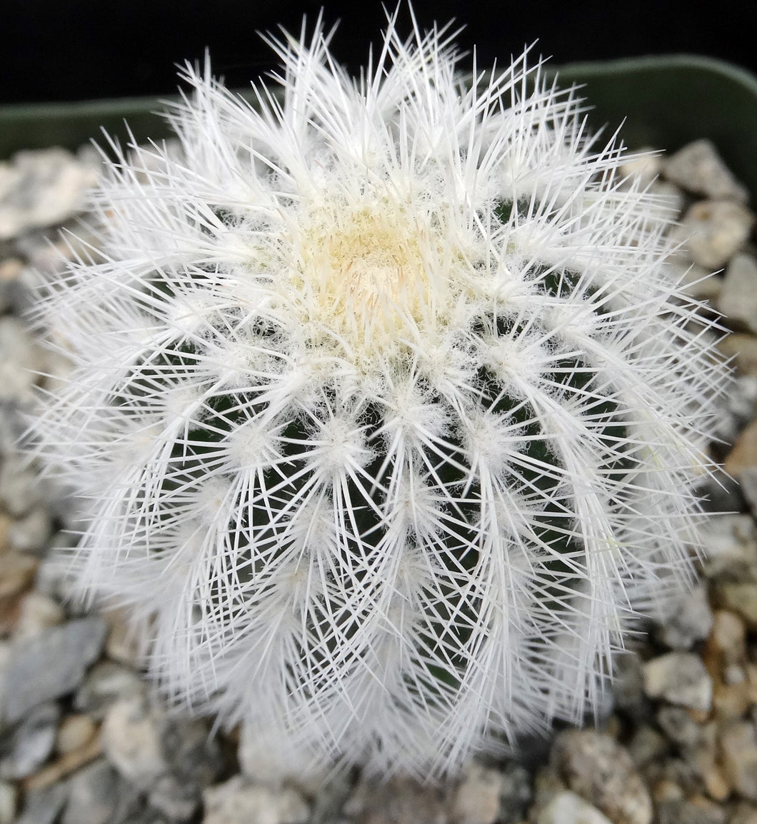 Echinocereus reichenbachii v. albispinus