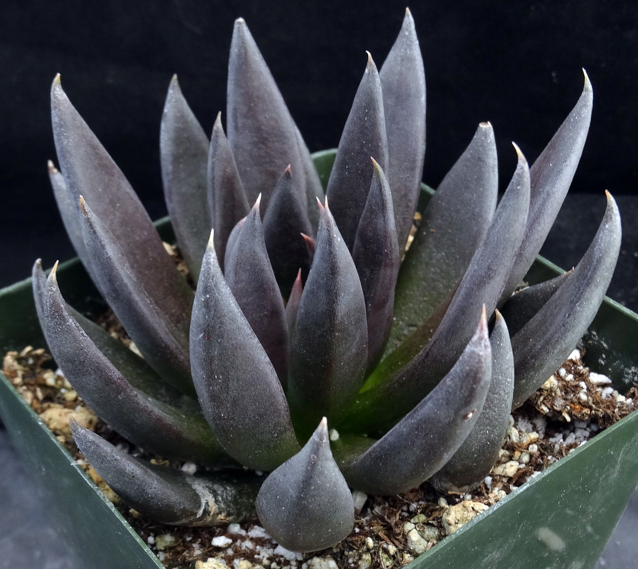 black knight succulent for sale Echeveria 'Black Knight' – Kyle's Plants