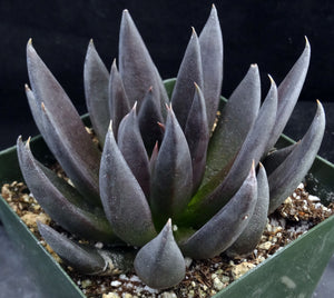 Echeveria 'Black Knight'