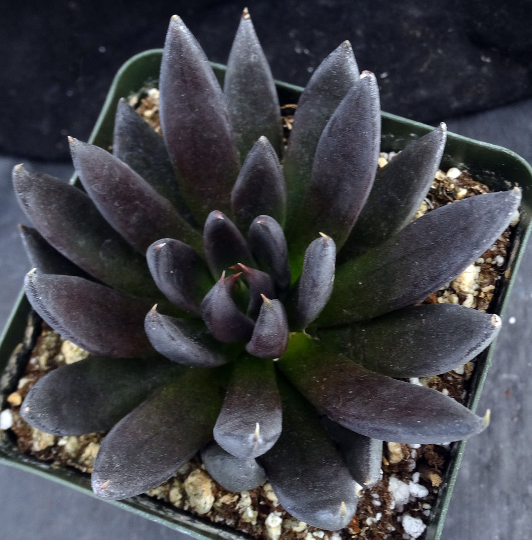 Echeveria 'Black Knight'