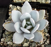 Load image into Gallery viewer, Echeveria laui
