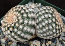 Load image into Gallery viewer, Echinocereus reichenbachii var. minor Clumping plants!
