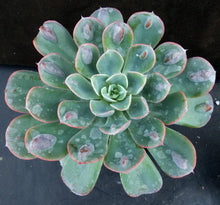 Load image into Gallery viewer, Echeveria &#39;Raindrops&#39;
