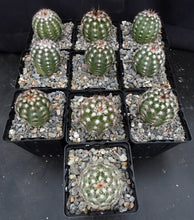 Load image into Gallery viewer, Echinocereus adustus v. schwarzii Lace Cactus
