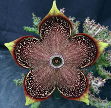 Load image into Gallery viewer, Edithcolea grandis
