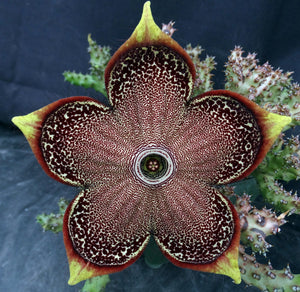 Edithcolea grandis