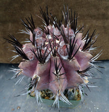 Load image into Gallery viewer, Eriosyce heinrichiana (B) Big plant!
