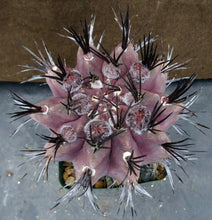 Load image into Gallery viewer, Eriosyce heinrichiana (B) Big plant!

