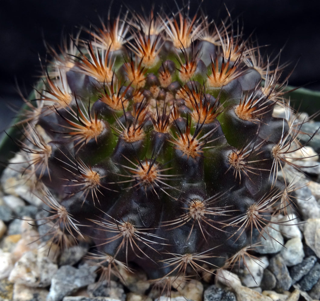 Eriosyce villosa *Purple cactus w/ pink flowers*