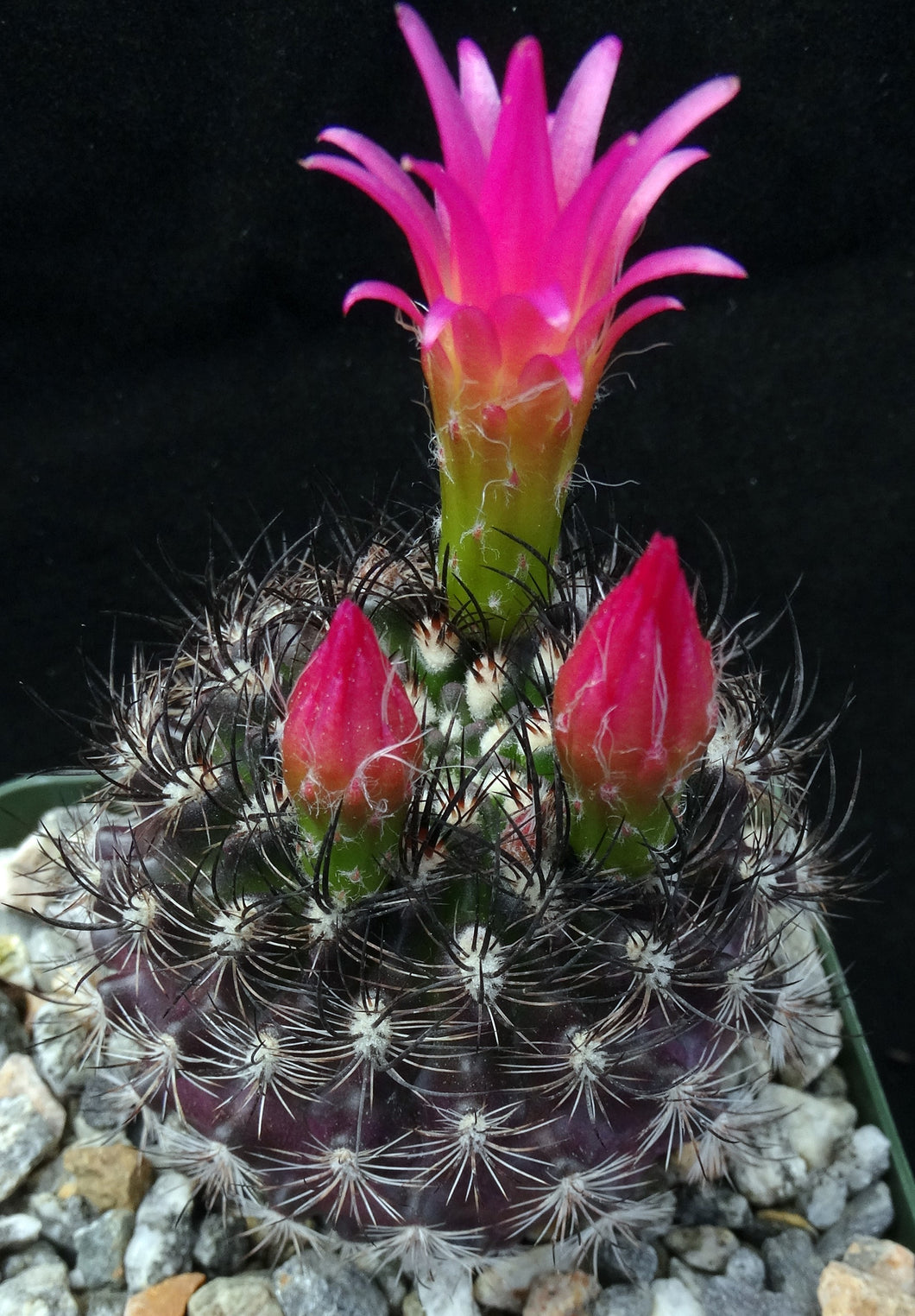Eriosyce villosa *Purple cactus w/ pink flowers*