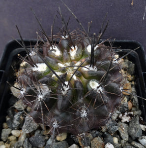 Eriosyce taltalensis *Black spiny cactus!*