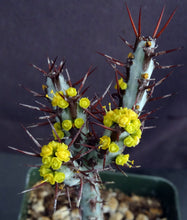 Load image into Gallery viewer, Euphorbia aeruginosa
