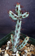 Load image into Gallery viewer, Euphorbia aeruginosa
