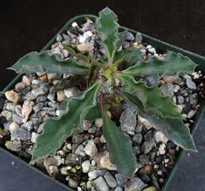 Euphorbia capsaintmariensis