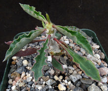 Load image into Gallery viewer, Euphorbia capsaintmariensis
