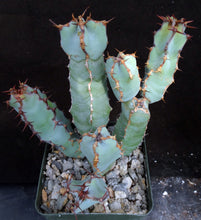 Load image into Gallery viewer, Euphorbia cooperi
