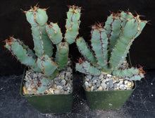 Load image into Gallery viewer, Euphorbia cooperi
