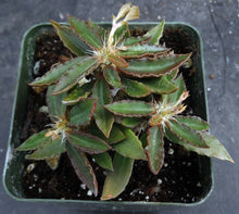 Load image into Gallery viewer, Euphorbia francoisii x tulearensis (A)

