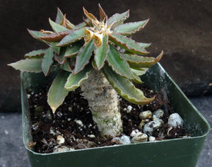 Euphorbia francoisii x tulearensis (A)