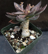 Load image into Gallery viewer, Euphorbia francoisii x tulearensis (I)

