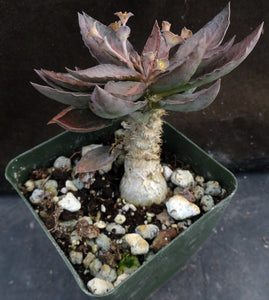 Euphorbia francoisii x tulearensis (I)