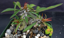 Load image into Gallery viewer, Euphorbia genoudiana
