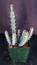 Load image into Gallery viewer, Euphorbia greenwayi *Blue Stems*

