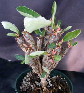 Euphorbia iharanae *Big Plant*