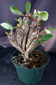 Euphorbia iharanae *Big Plant*