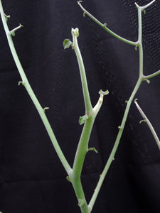 Euphorbia kamponii