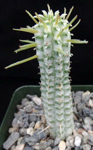 Euphorbia mammillaris 'variegata'