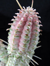 Load image into Gallery viewer, Euphorbia mammillaris &#39;variegata&#39;
