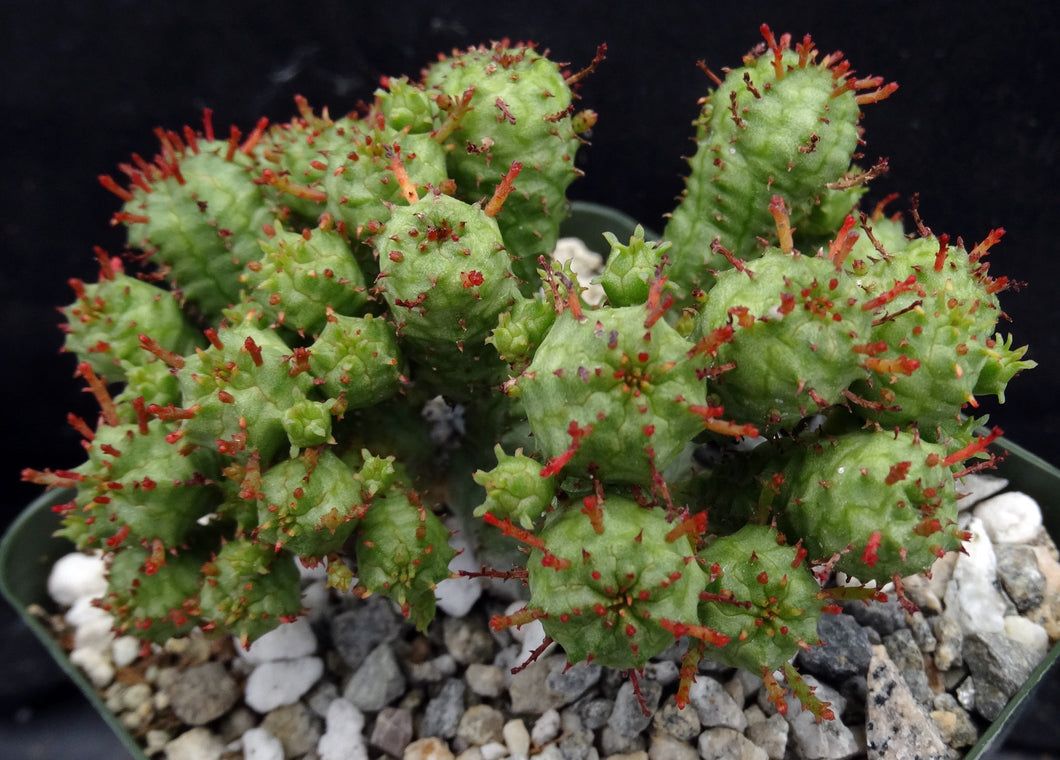 Euphorbia mammillaris 'Monstrose'