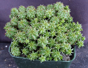 Euphorbia mammillaris 'Monstrose'