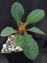 Load image into Gallery viewer, Euphorbia neohumbertii
