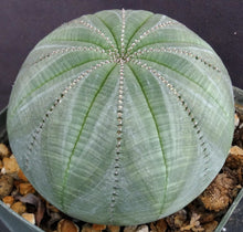 Load image into Gallery viewer, Euphorbia obesa *Beautiful Specimen!*
