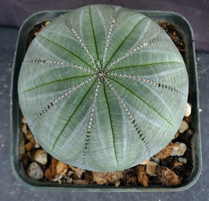 Euphorbia obesa *Beautiful Specimen!*
