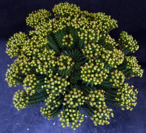 Euphorbia suzannae