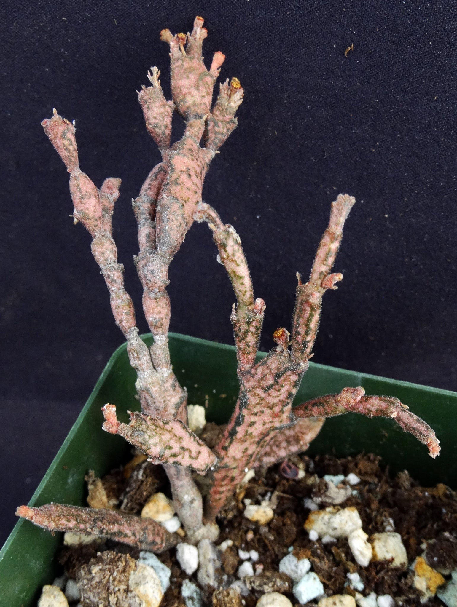 A vegetable zombie: Euphorbia platyclada