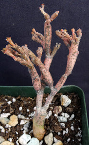 Euphorbia platyclada