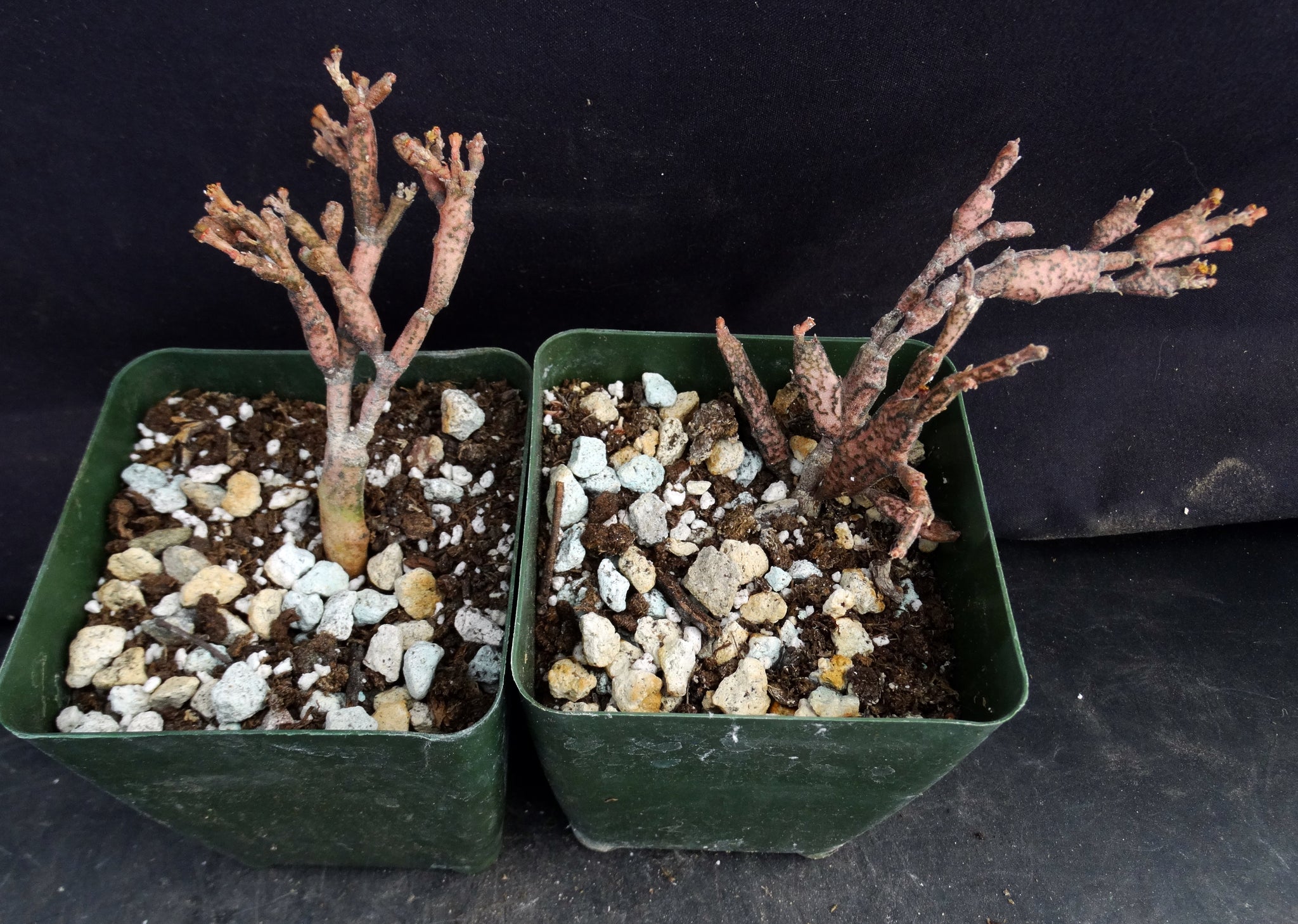 dead plant succulent Euphorbia platyclada – Kyle's Plants