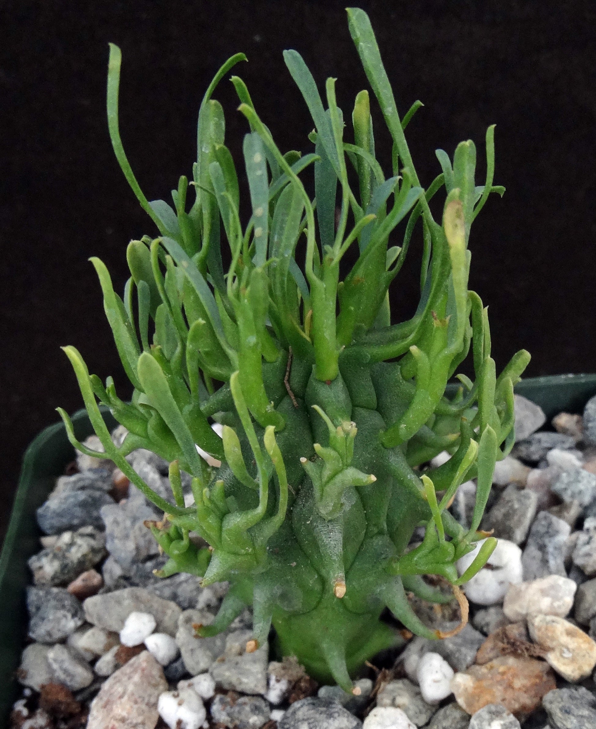 minmi cactuss様40粒 Euphorbia schoenlandii Euphorbia schoenlandii - World of Succulents