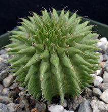 Load image into Gallery viewer, Euphorbia suzannae
