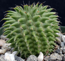 Load image into Gallery viewer, Euphorbia suzannae
