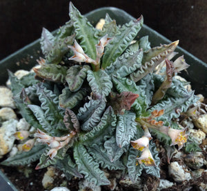Euphorbia tulearensis (B)