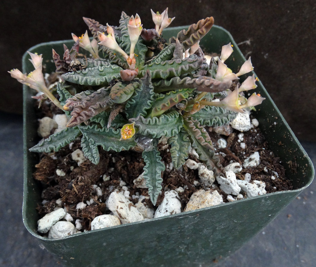Euphorbia tulearensis (C)